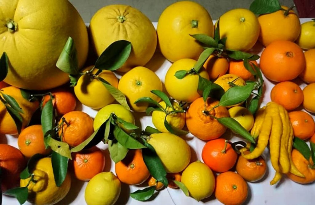 和歌山の柑橘類